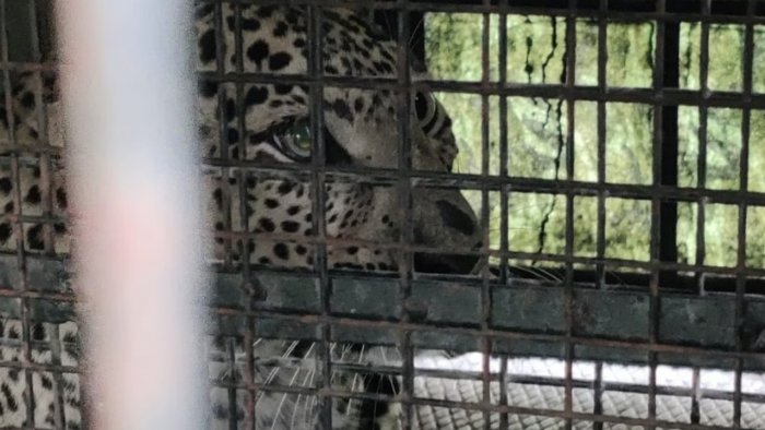 The leopard inside one of the traps set by the forest department. Credit: Special Arrangement